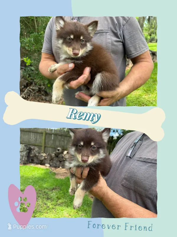 Remy – Pomsky puppy for sale in Brazoria, TX