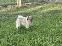 Brinlee, a female Pomsky for sale in Brazoria, TX – 2 of 5