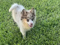 Oakley , a male Pomsky for sale in Brazoria, TX – 2 of 7