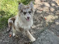 Hazel , a female Pomsky for sale in Brazoria, TX – 2 of 7