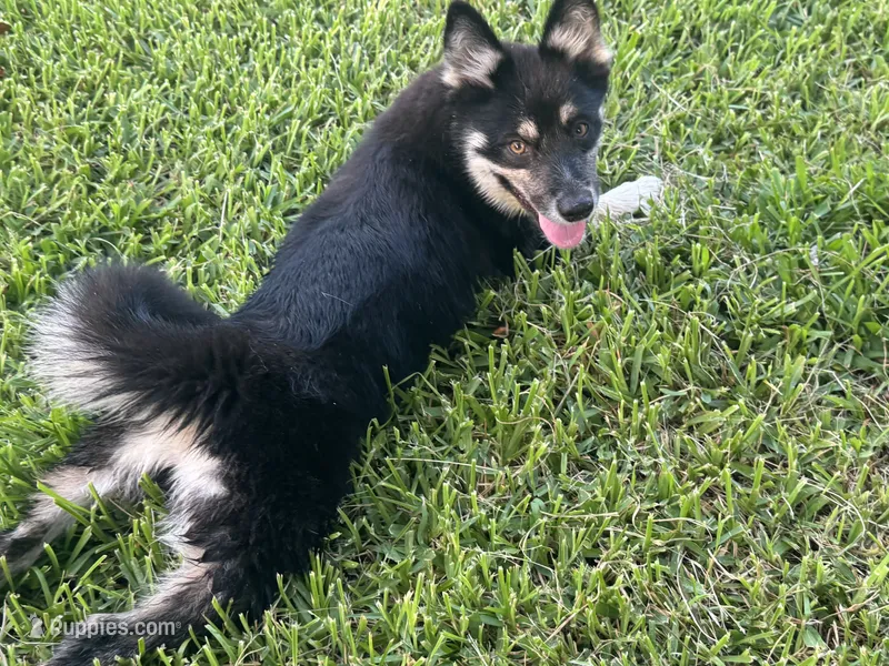 Whitney  – Pomsky puppy for sale in Brazoria, TX