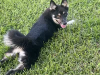 Whitney , a female Pomsky for sale in Brazoria, TX – 3 of 8