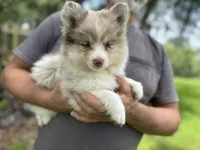 Brinlee, a female Pomsky for sale in Brazoria, TX – 5 of 5