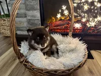 Remy, a male Pomsky for sale in Brazoria, TX – 3 of 8
