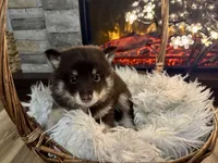 Remy, a male Pomsky for sale in Brazoria, TX – 4 of 8