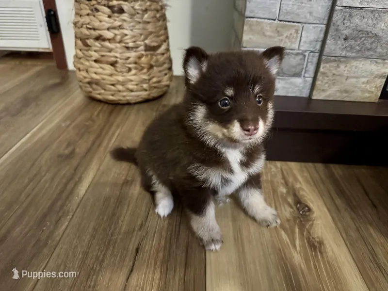 Remy – Pomsky puppy for sale in Brazoria, TX