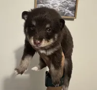 Remy, a male Pomsky for sale in Brazoria, TX – 6 of 8