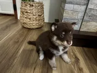 Remy, a male Pomsky for sale in Brazoria, TX – 2 of 8