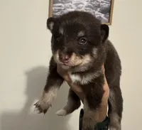 Remy, a male Pomsky for sale in Brazoria, TX – 8 of 8
