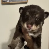 Remy, a male Pomsky for sale in Brazoria, TX – 5 of 8