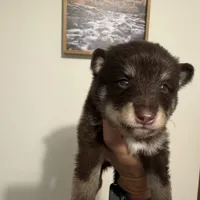 Remy, a male Pomsky for sale in Brazoria, TX – 7 of 8