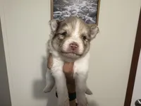 Brinlee, a female Pomsky for sale in Brazoria, TX – Photo 4 of 4