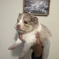 Brinlee, a female Pomsky for sale in Brazoria, TX – Photo 2 of 4