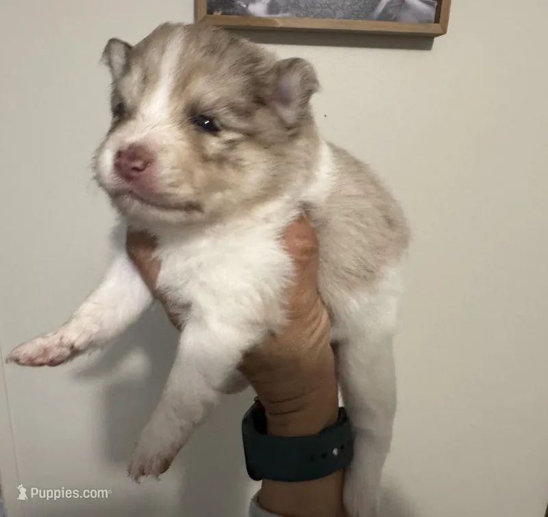Brinlee – Pomsky puppy on hold in Brazoria, TX