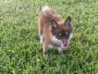 Magnolia , a female Pomsky for sale in Brazoria, TX – 2 of 8