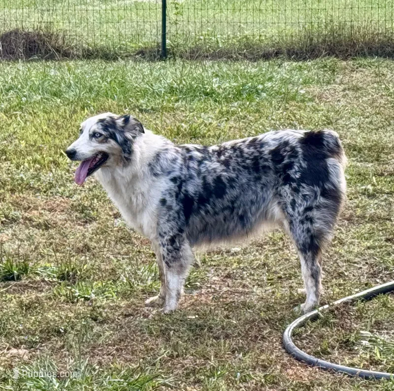 Skye AKC  – Australian Shepherd puppy for sale in Brazoria, TX