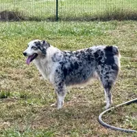 Skye AKC , a female Australian Shepherd for sale in Brazoria, TX – Photo 1 of 2