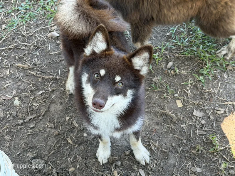 Remy – Pomsky puppy for sale in Brazoria, TX