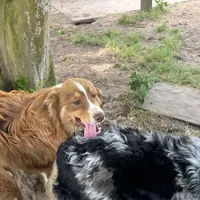 Benny AKC, a male Australian Shepherd for sale in Brazoria, TX – Photo 5 of 7
