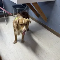 Benny AKC, a male Australian Shepherd for sale in Brazoria, TX – Photo 3 of 7