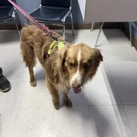 Benny AKC, a male Australian Shepherd for sale in Brazoria, TX – Photo 4 of 7
