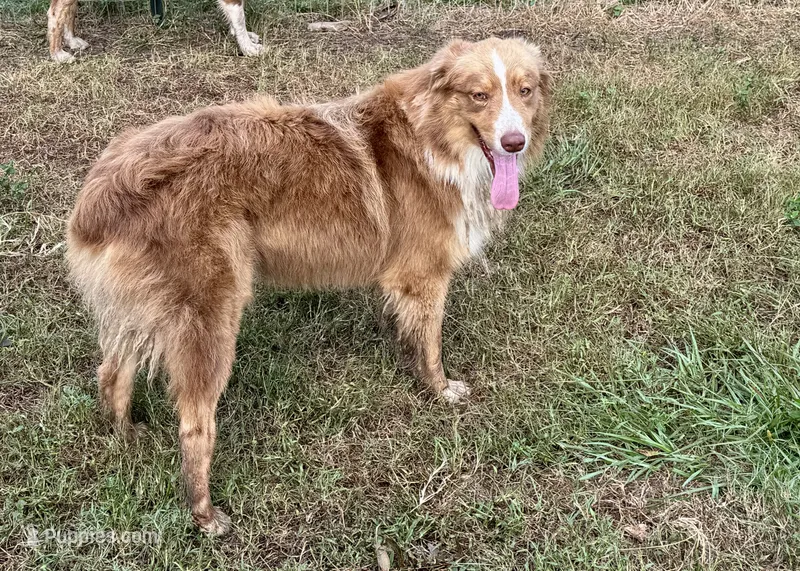 Benny AKC – Australian Shepherd puppy for sale in Brazoria, TX