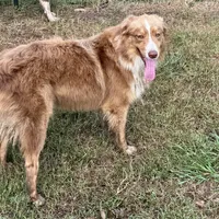 Benny AKC, a male Australian Shepherd for sale in Brazoria, TX – Photo 1 of 7