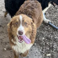 Benny AKC, a male Australian Shepherd for sale in Brazoria, TX – Photo 2 of 7