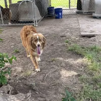 Benny AKC, a male Australian Shepherd for sale in Brazoria, TX – Photo 6 of 7