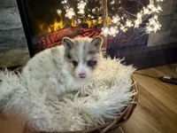 Oakley , a male Pomsky for sale in Brazoria, TX – 3 of 6