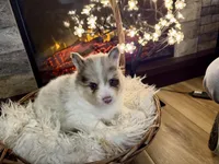 Oakley , a male Pomsky for sale in Brazoria, TX – 6 of 6