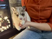 Oakley , a male Pomsky for sale in Brazoria, TX – 2 of 6