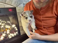 Oakley , a male Pomsky for sale in Brazoria, TX – 4 of 6
