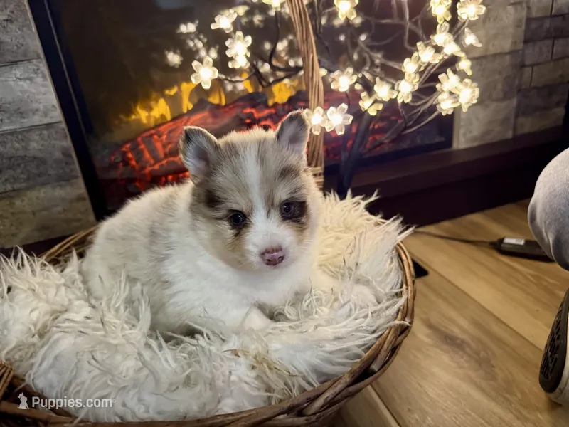 Oakley  – Pomsky puppy for sale in Brazoria, TX