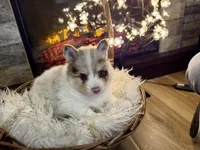 Oakley , a male Pomsky for sale in Brazoria, TX – 1 of 6