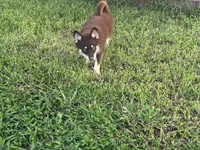 Remy, a male Pomsky for sale in Brazoria, TX – 2 of 6