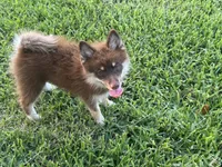 Magnolia , a female Pomsky for sale in Brazoria, TX – 4 of 8