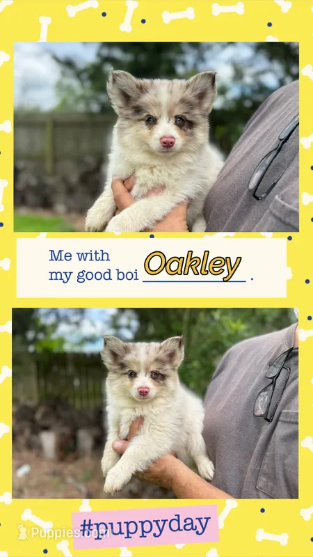Oakley  – Pomsky puppy for sale in Brazoria, TX