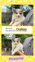Oakley , a male Pomsky for sale in Brazoria, TX – 6 of 7