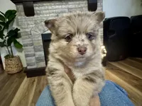 Hazel , a female Pomsky for sale in Brazoria, TX – 5 of 9