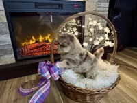 Hazel , a female Pomsky for sale in Brazoria, TX – 7 of 9