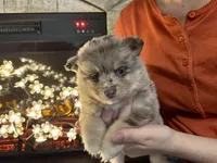 Hazel , a female Pomsky for sale in Brazoria, TX – 8 of 9