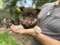 Koa , a male Pomsky for sale in Brazoria, TX – 1 of 9