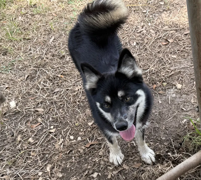 Whitney  – Pomsky puppy for sale in Brazoria, TX