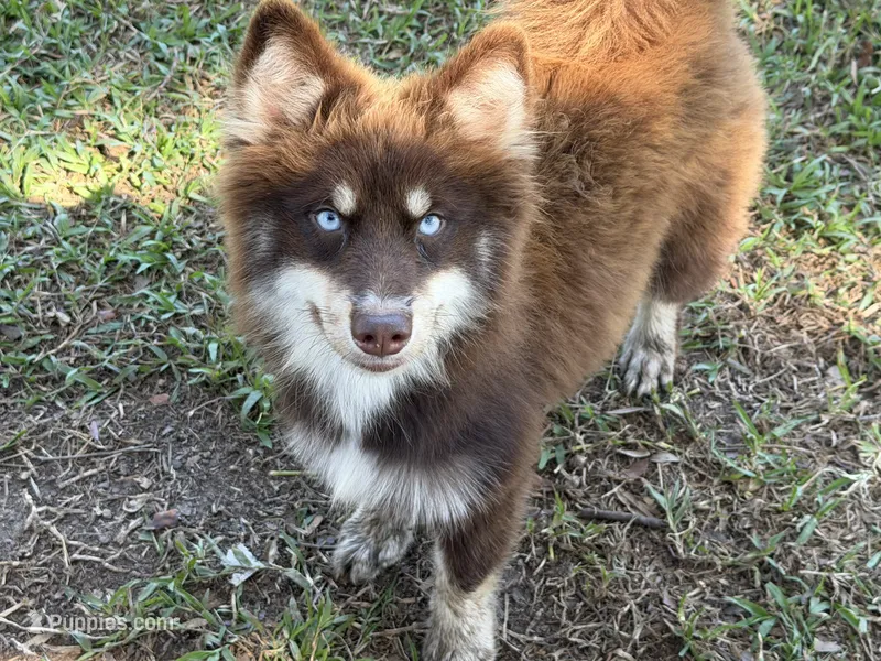 Enzo – Pomsky puppy for sale in Brazoria, TX