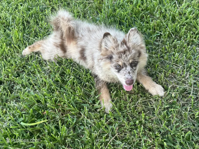 Hazel  – Pomsky puppy for sale in Brazoria, TX