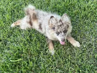 Hazel , a female Pomsky for sale in Brazoria, TX – 2 of 7