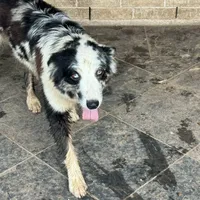 Teddy, a female Australian Shepherd for sale in Brazoria, TX – Photo 4 of 7