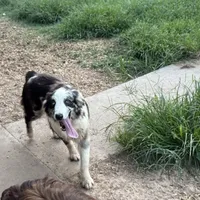 Teddy, a female Australian Shepherd for sale in Brazoria, TX – Photo 5 of 7