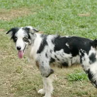 Teddy, a female Australian Shepherd for sale in Brazoria, TX – Photo 6 of 7